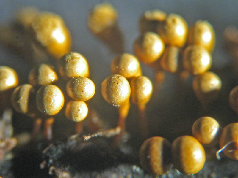 Hemitrichia sp. ?
